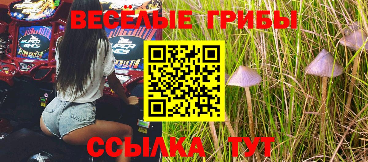 Псилоцибиновые грибы Cubensis Муравленко